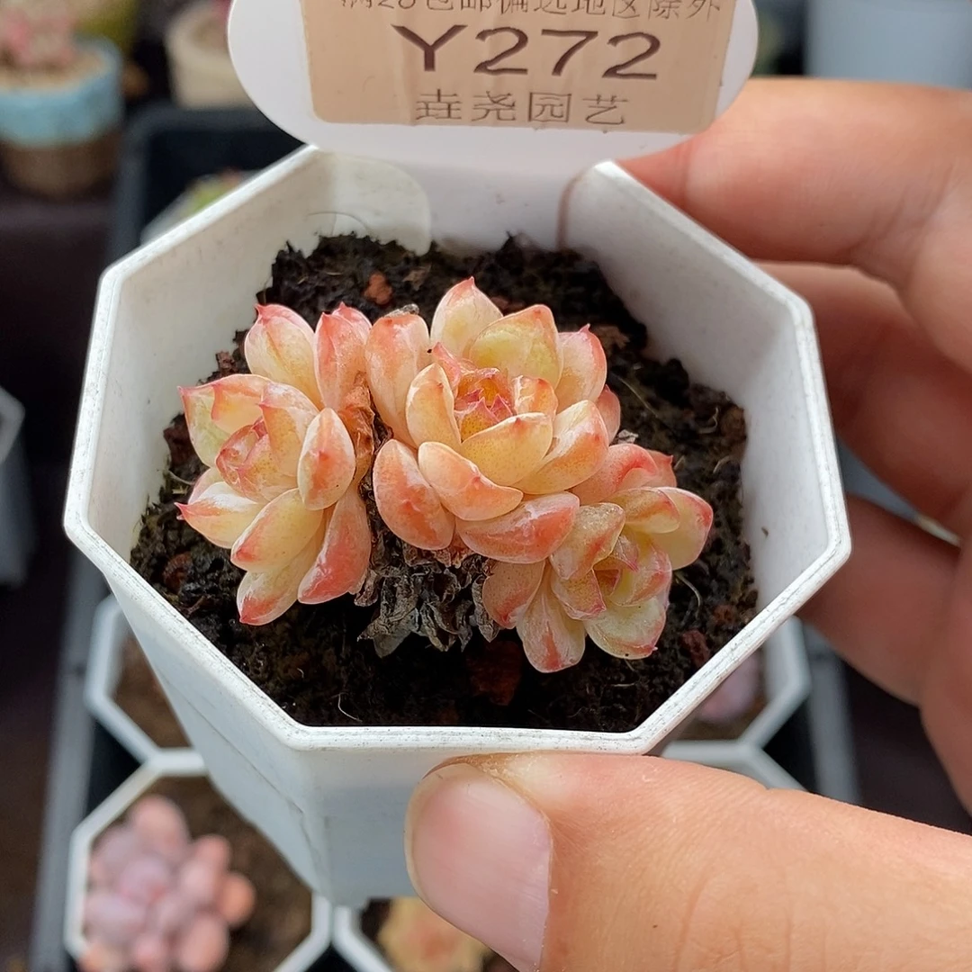 0272 冰葡萄 4.5cm