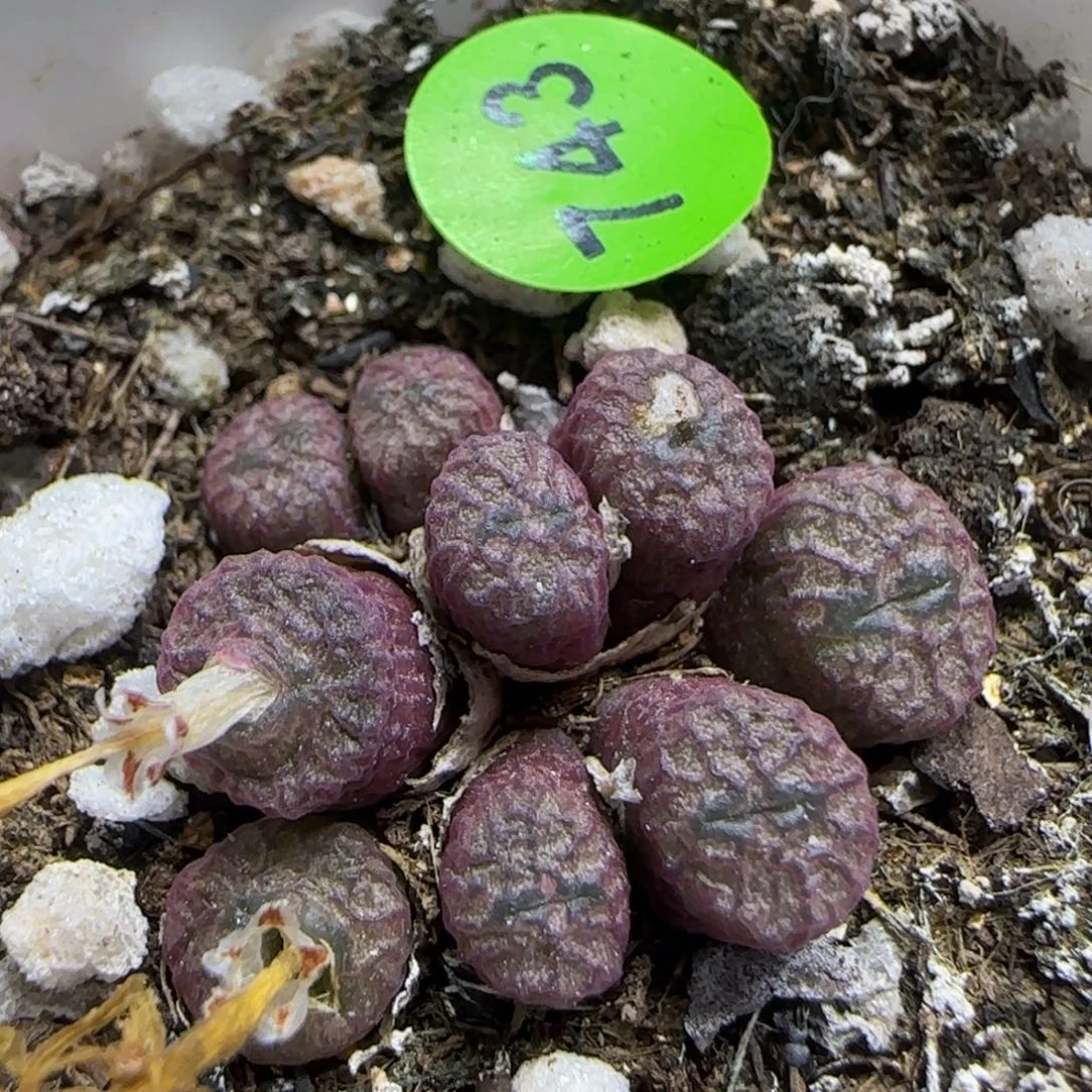 流水铜壶群多肉743