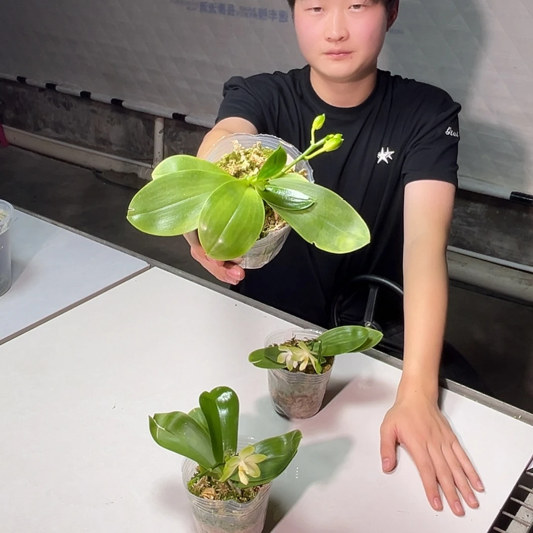 猫***理完全开放冰镇情人果叶子有瑕疵，刚出根