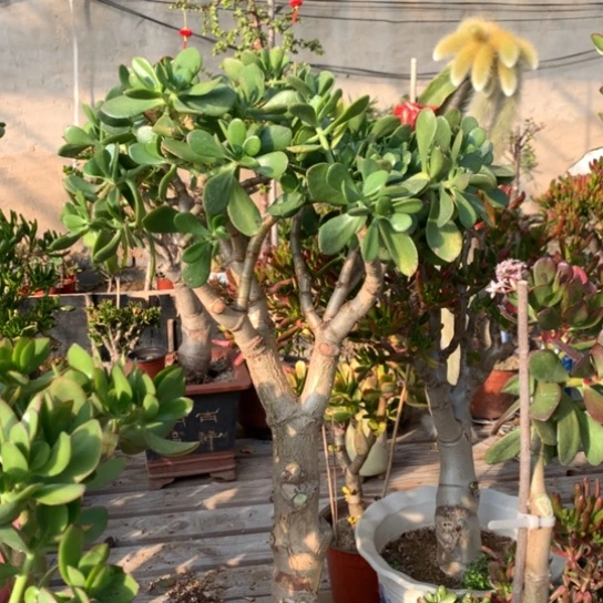 Ⅹ****n青叶脱土发货