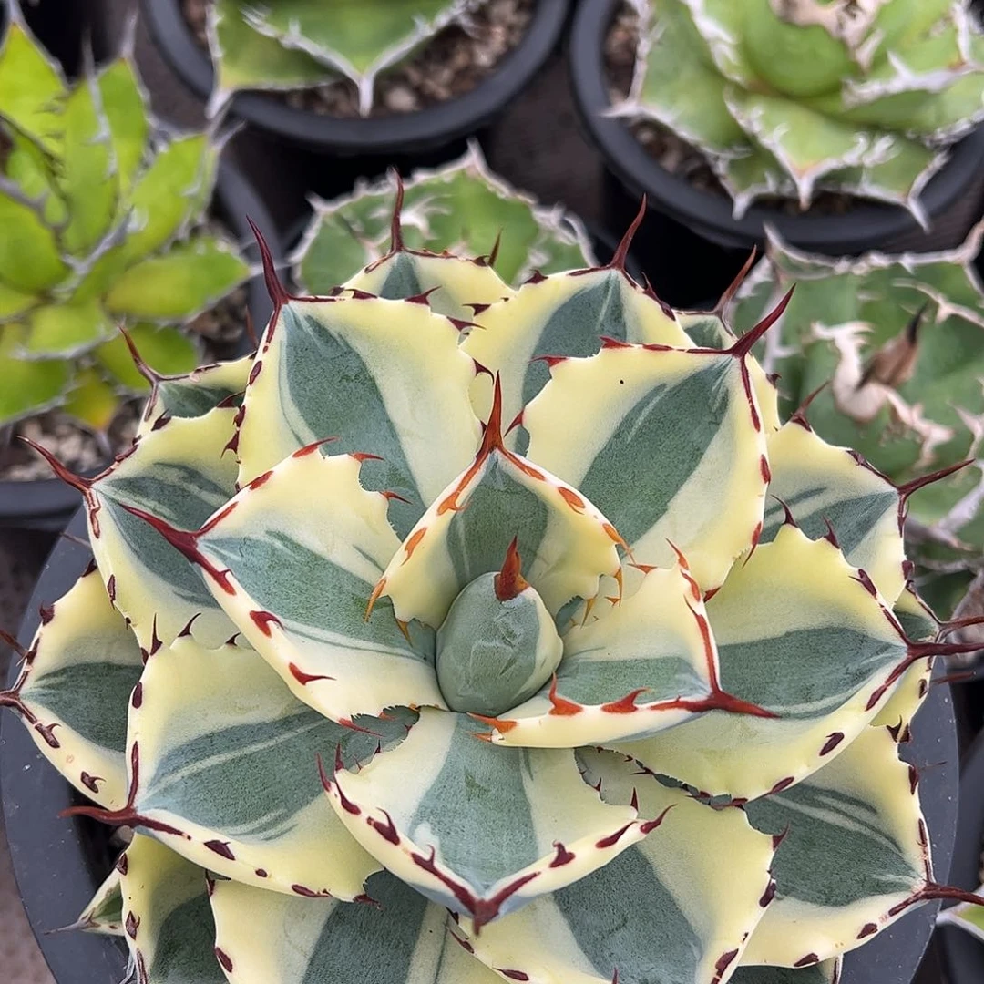 吉祥冠植物龙舌兰