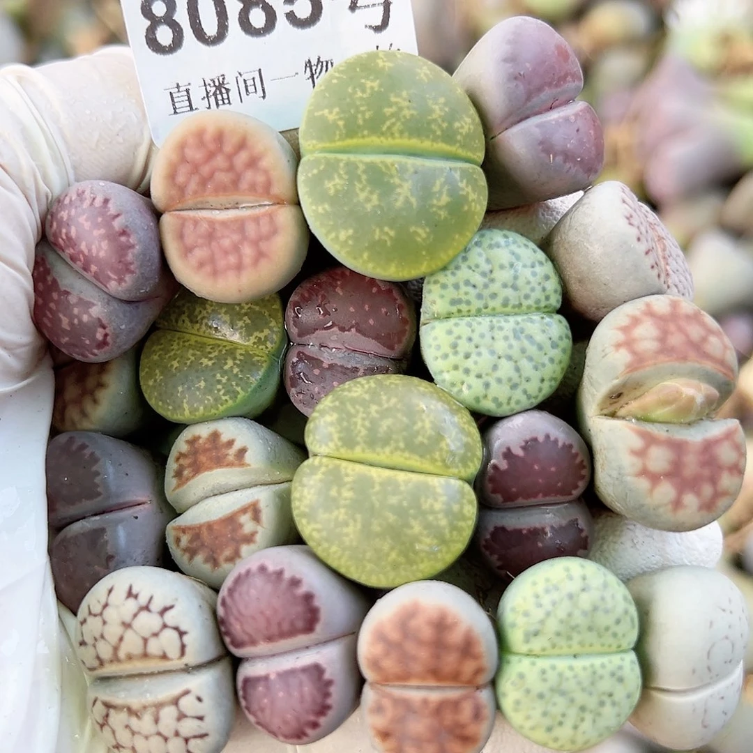 8085 好养易活生石花大母本19个