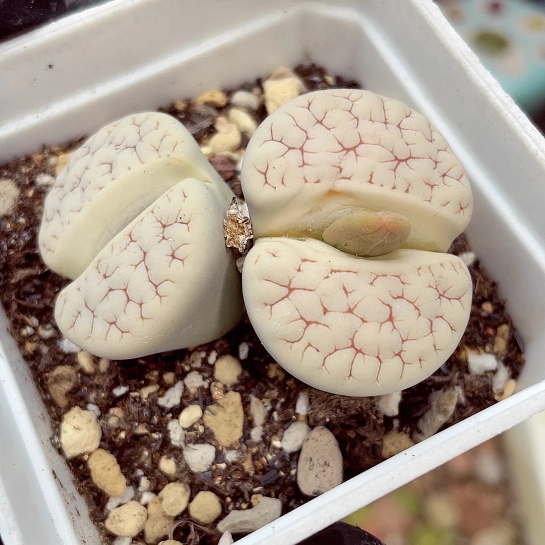生石花满18包邮0916-59