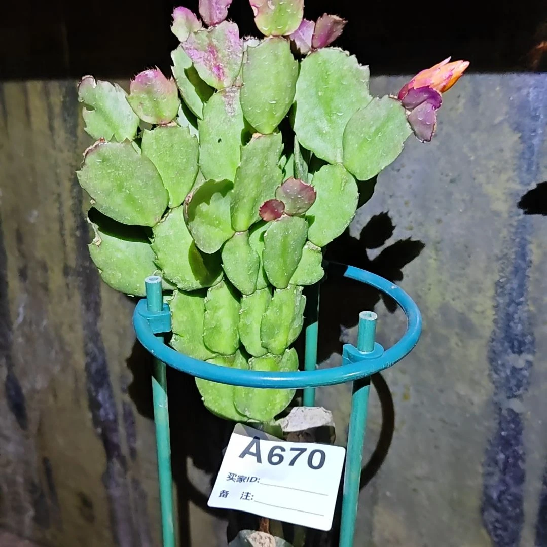 037黄重瓣脱土脱盆易掉芽苞670