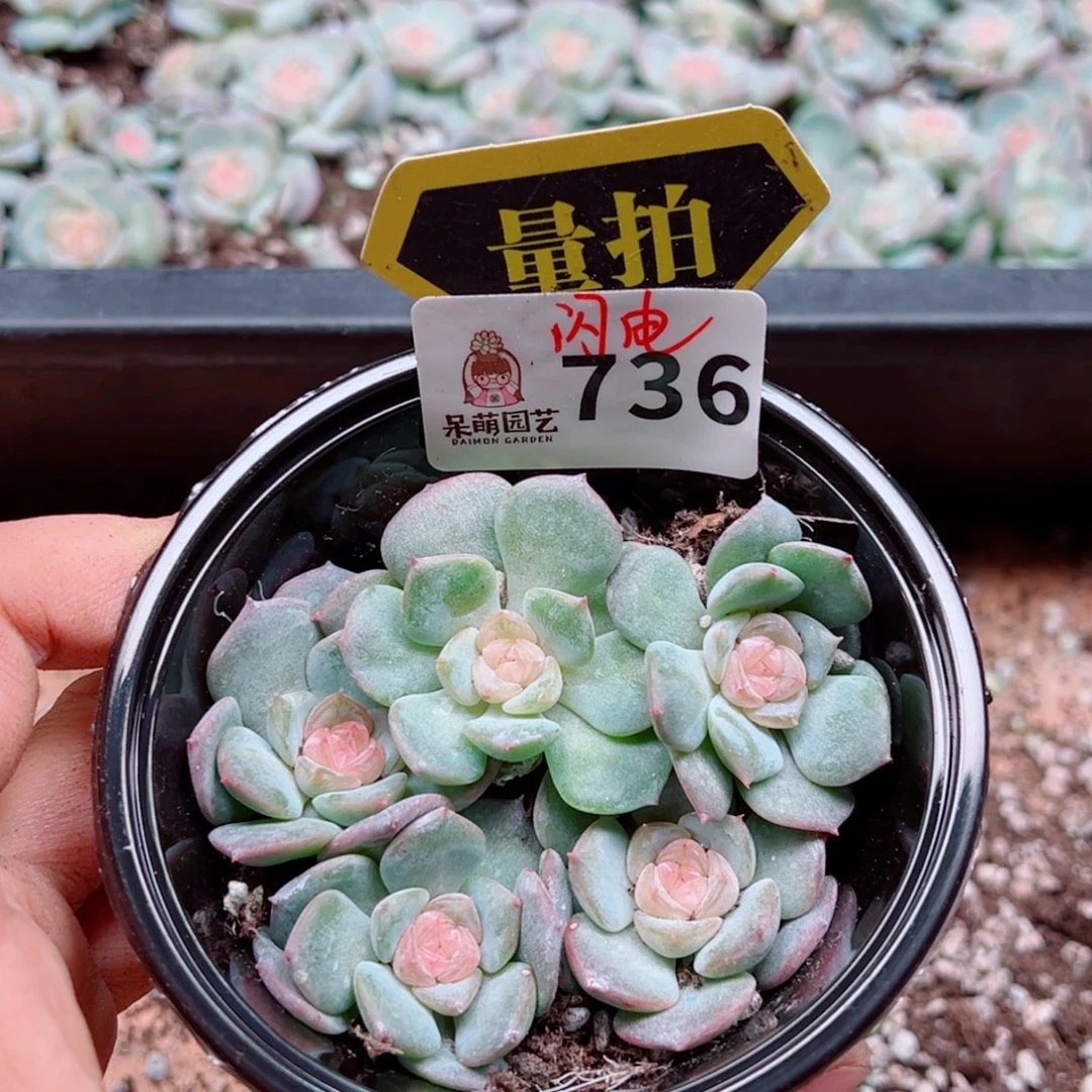 多肉植物多肉植物