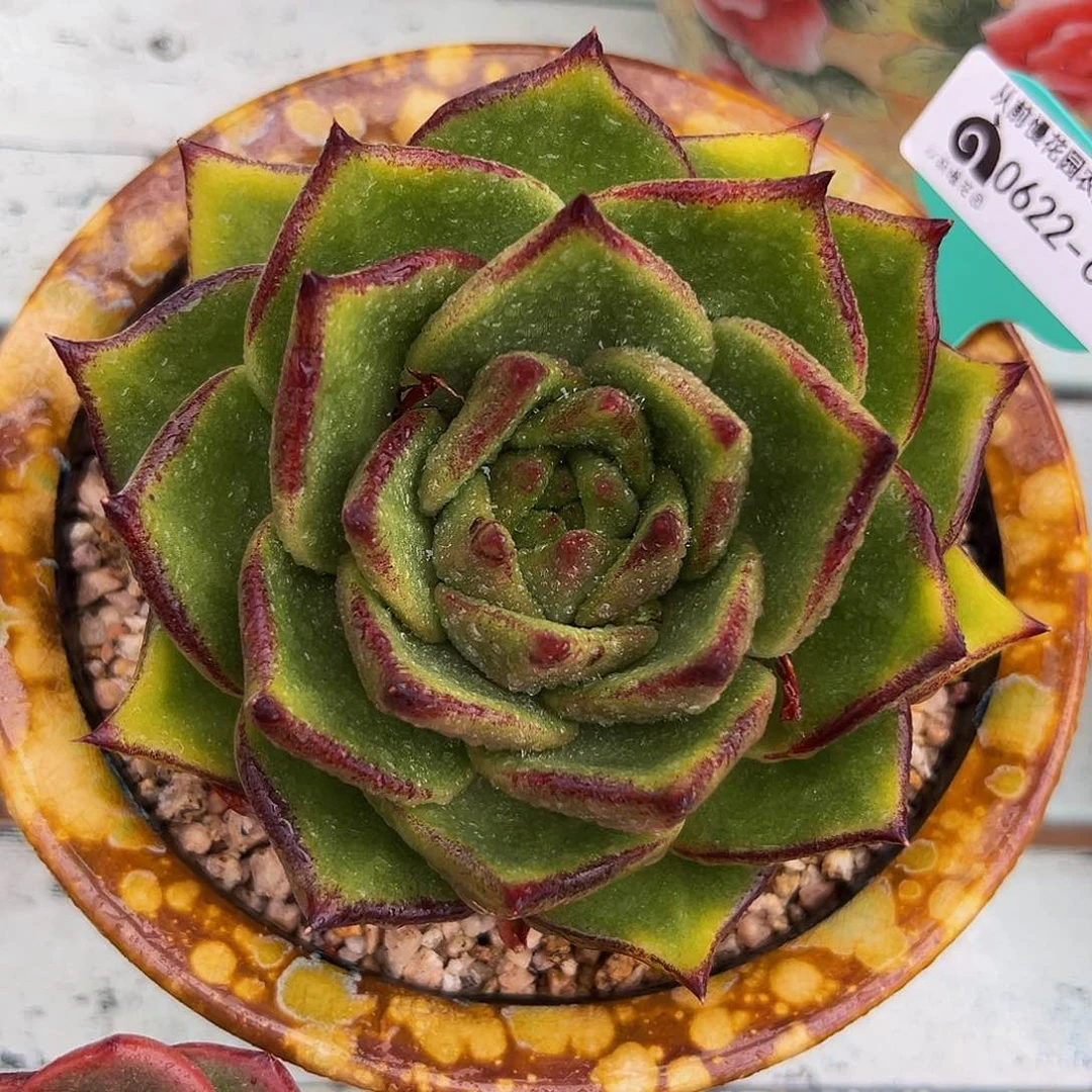 多肉一物一拍0622-68