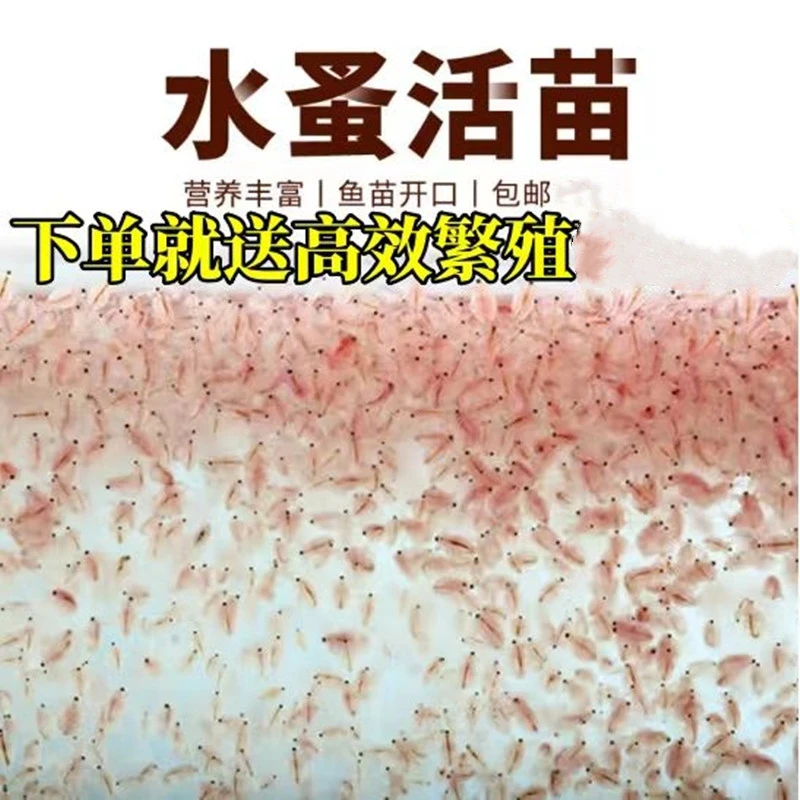 【鳉老板专属】大圆红水蚤活体鱼饲料可繁殖高营养鱼食500只种爆缸