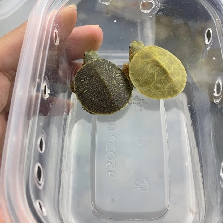 母绿毛龟222222222