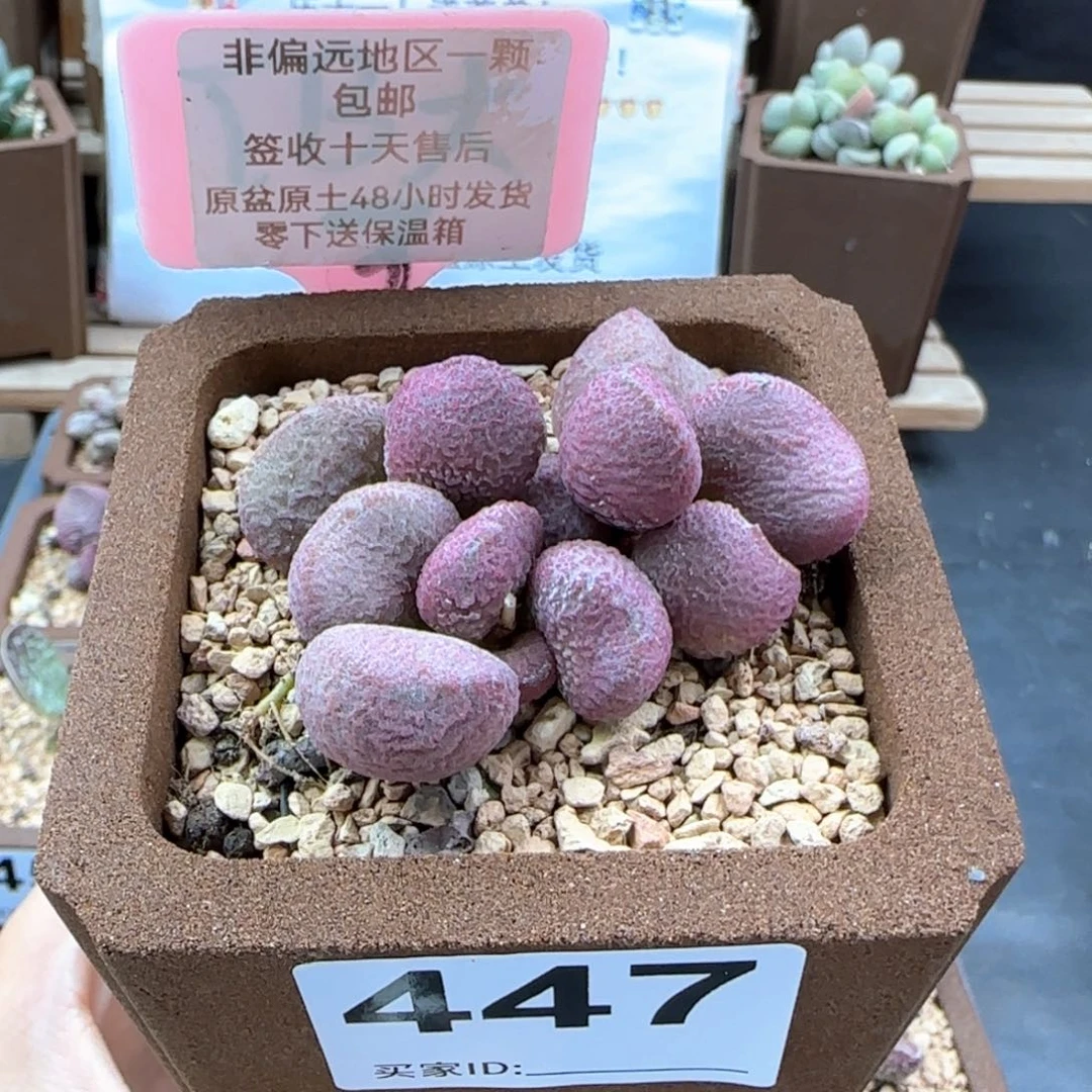 447夏娃多肉植物