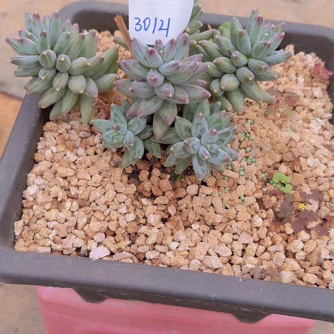 30121凤羽多肉植物