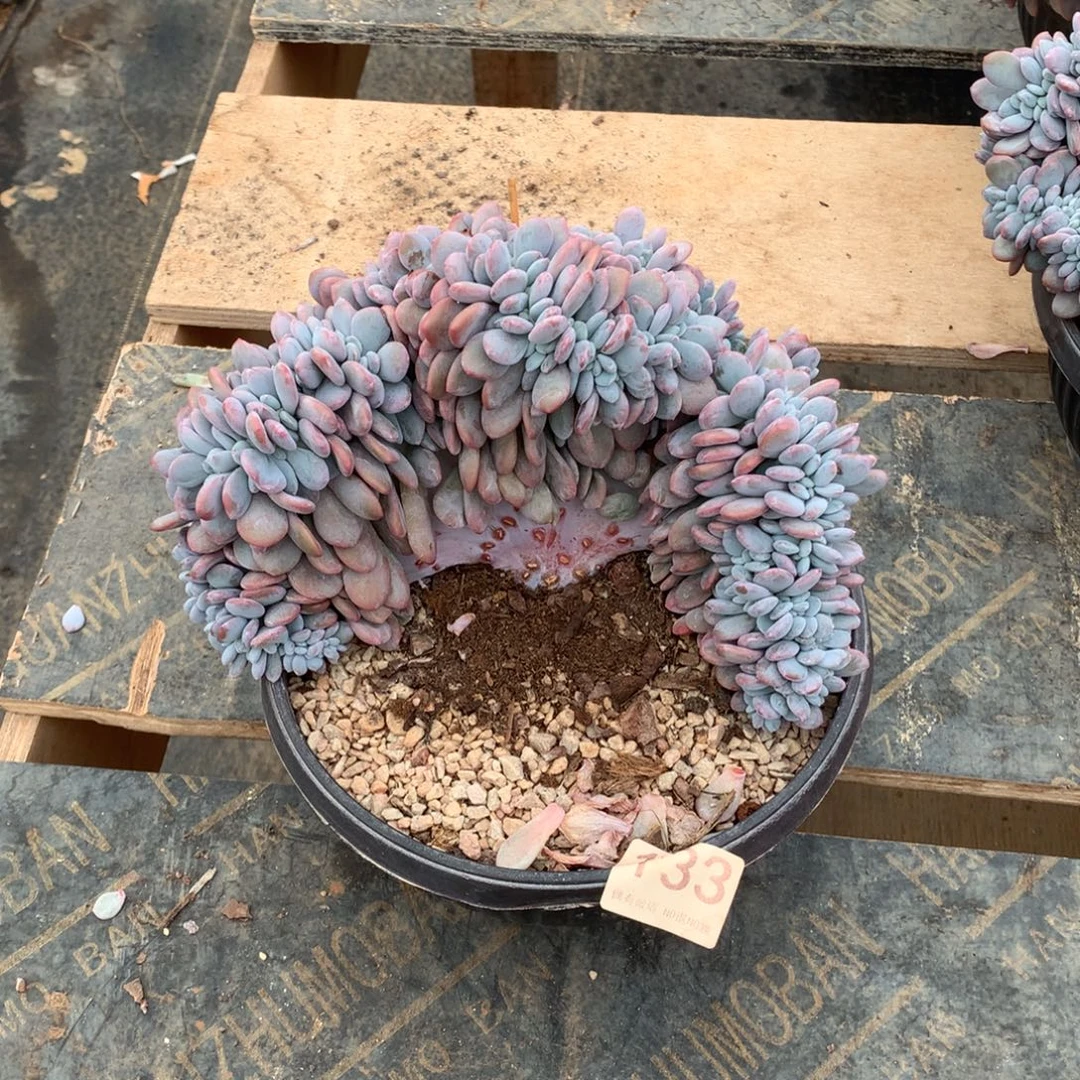 133粉兔缀化多肉植物
