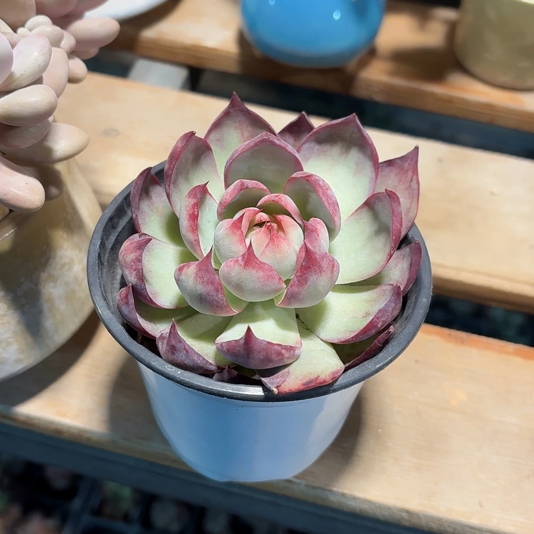 惊鸿仙子多肉10㎝盆特价