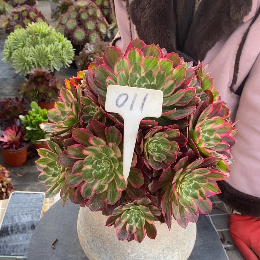 红陶糖*果011莲花座一物一拍