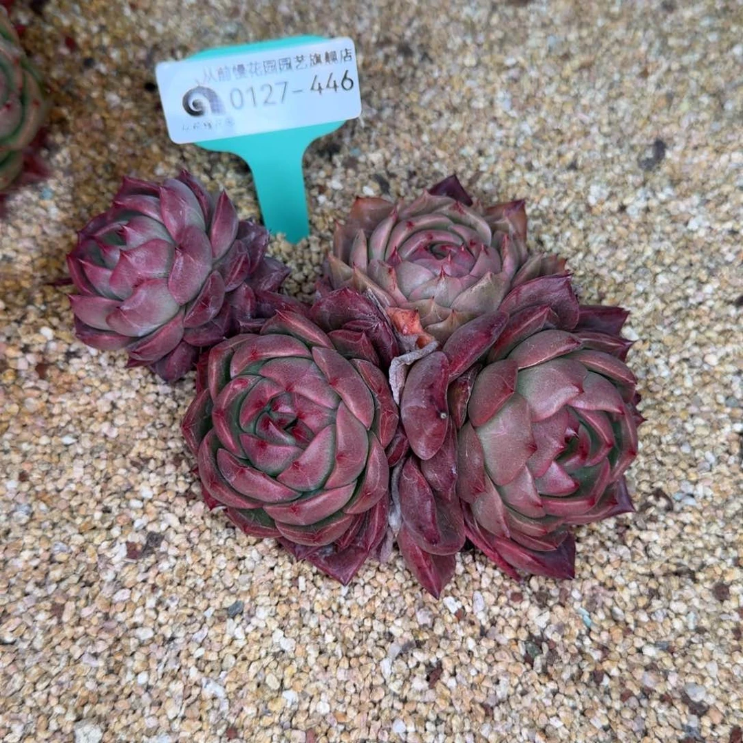 从前慢花园东云系0127-446