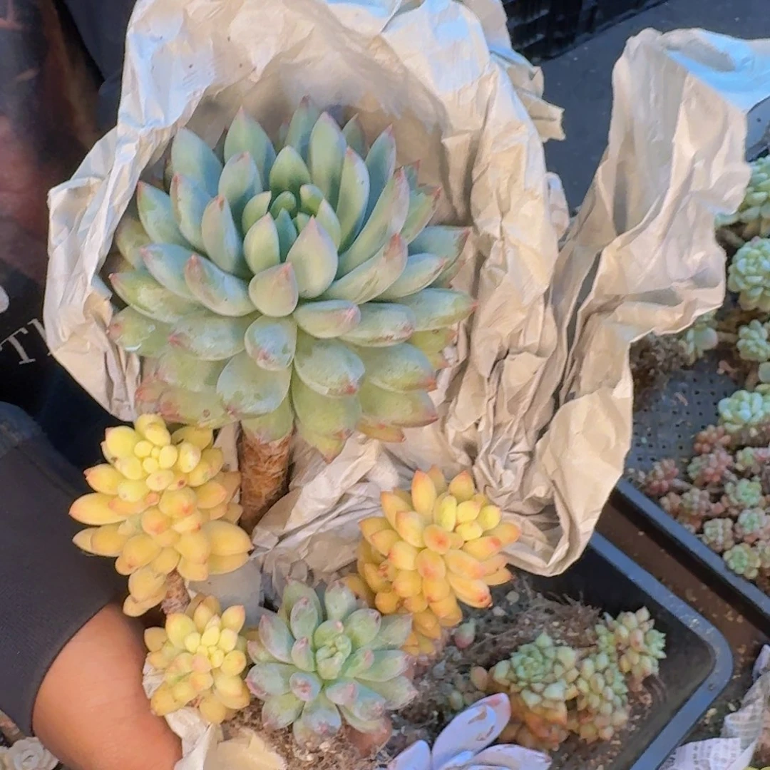 依***✪多肉植物的生长发育与