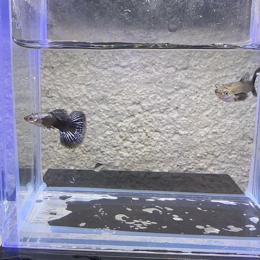 孔雀鱼紫罗兰孔雀鱼一对