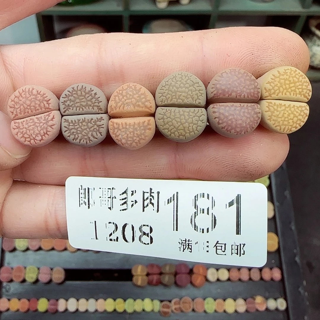 满满18包邮1208-181