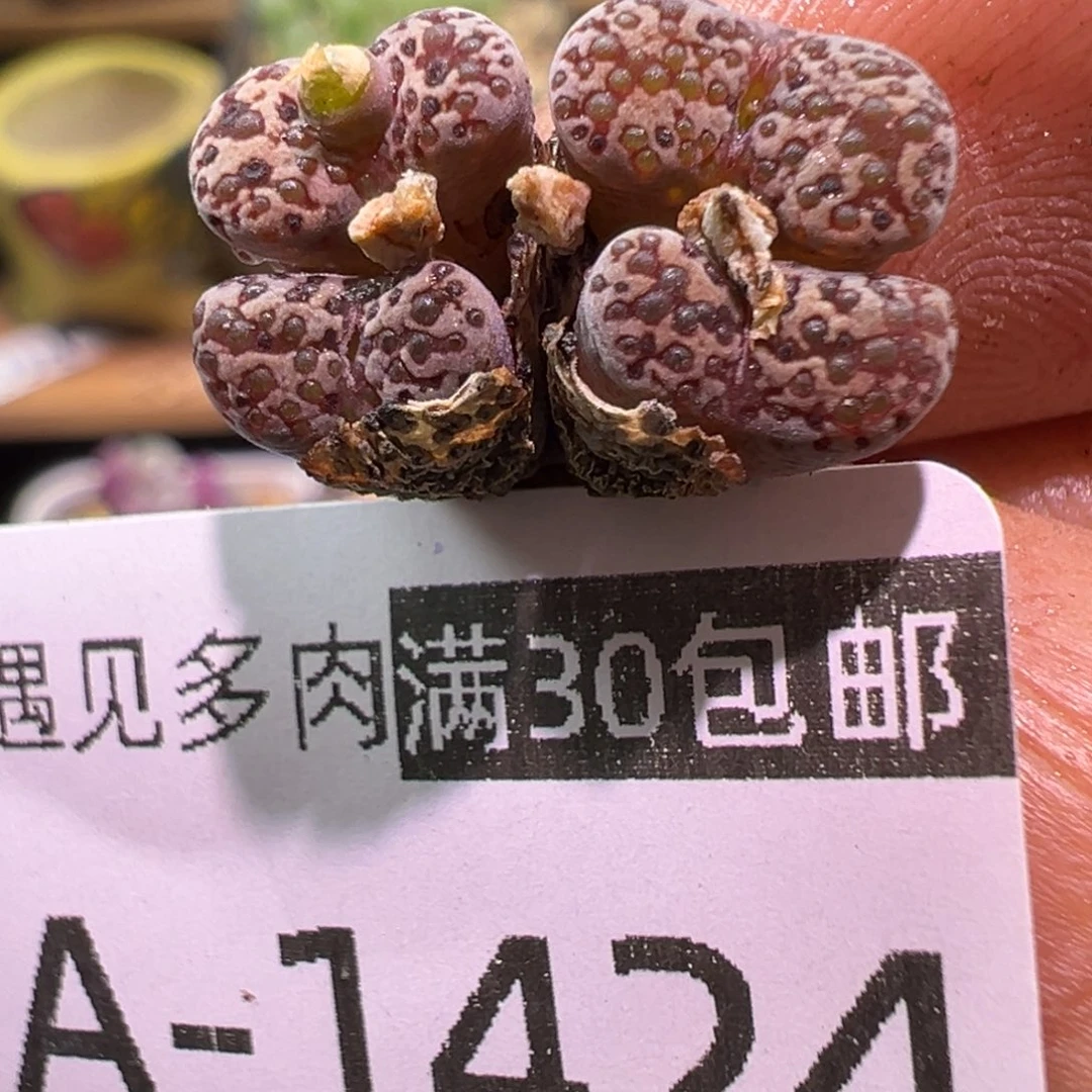 多肉植物11111111111