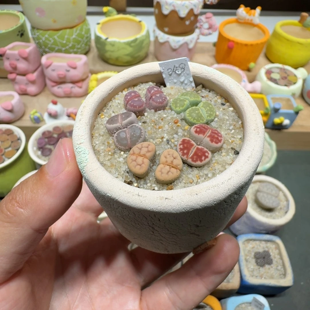 蘑菇240双头彩拼彩拼