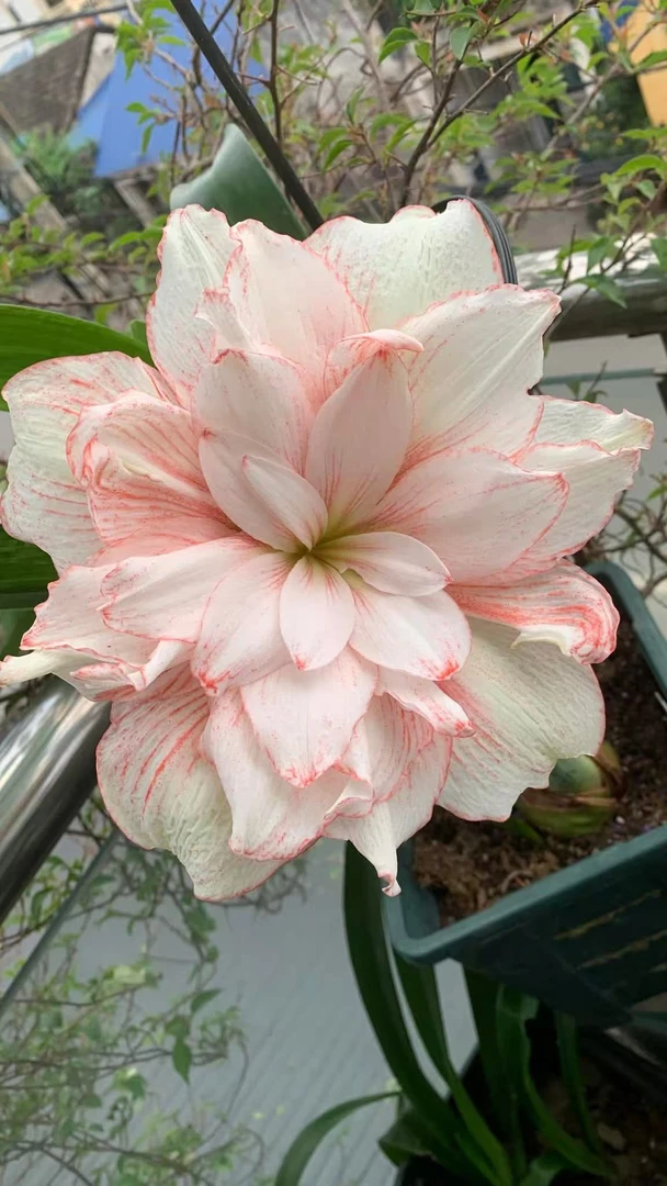 S孤挺花园 Kitty 23 裸球