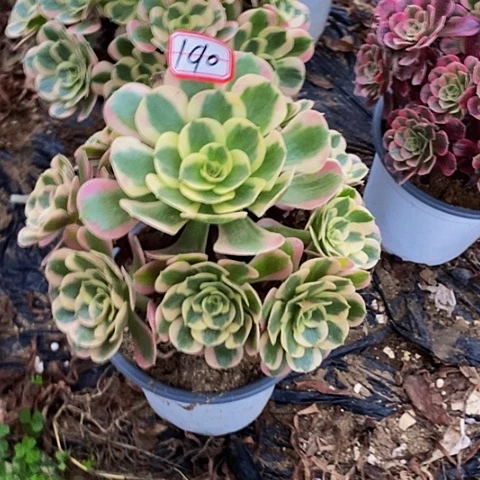 新品种老桩捧花190号