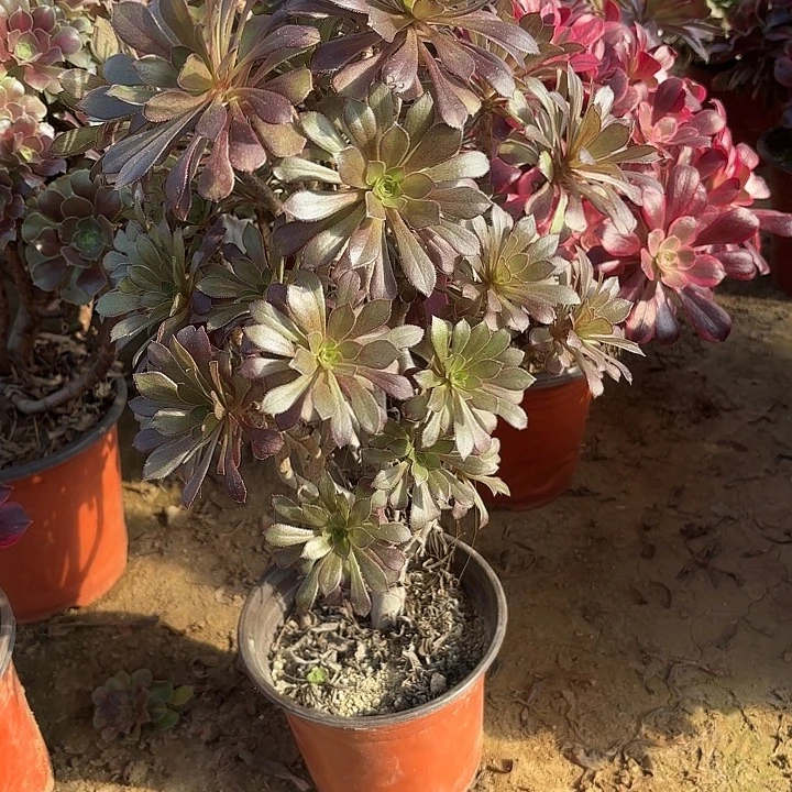 多肉植物法师黑法36