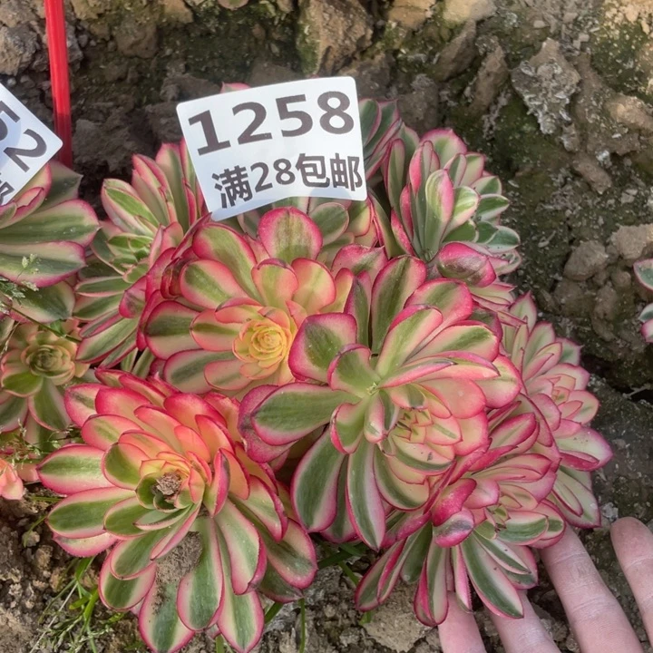 1258二号棚倾城母本E