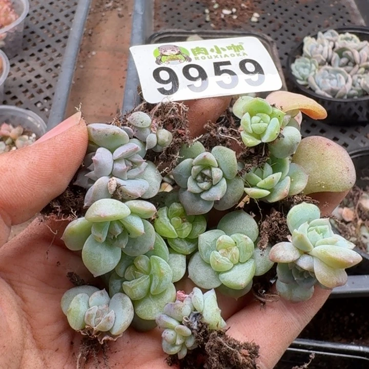 当前无花朵，栽培后可花朵妮****べ多肉植物多肉植物