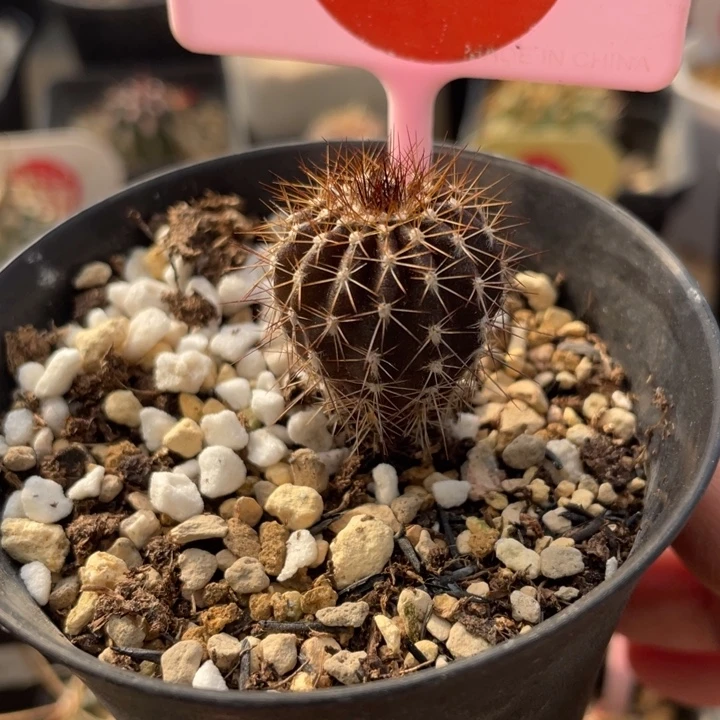 实生栉刺尤伯0404