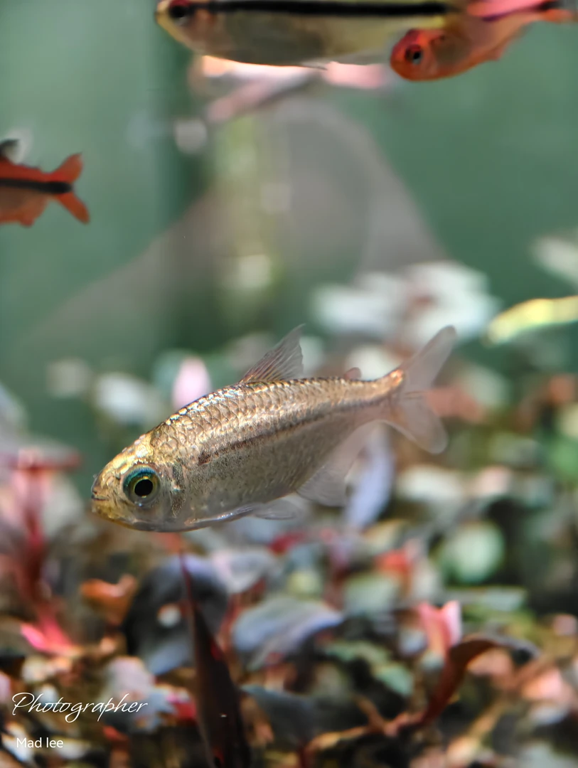 （珍宝级）白金粉钻可卡灯鱼