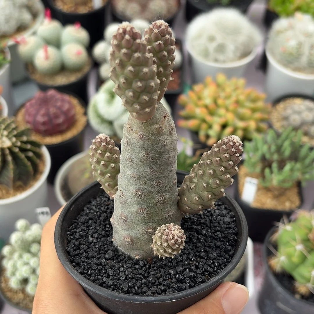 松栗团扇仙人球123