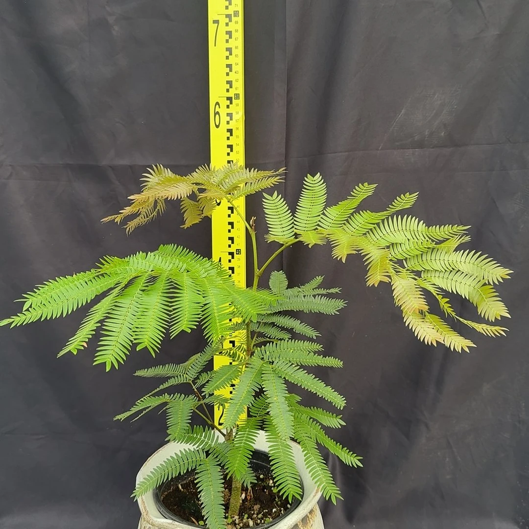 完全开放密叶猴耳环