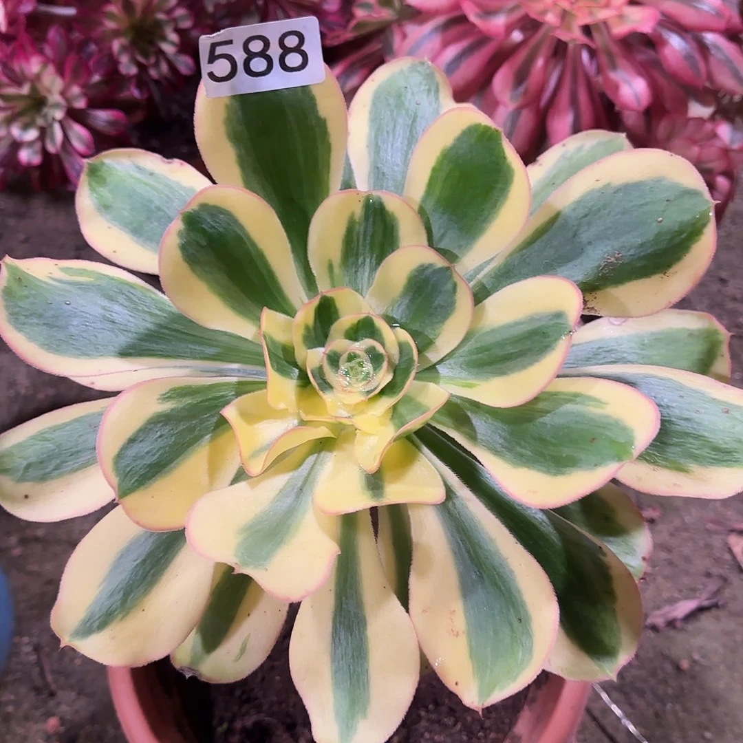 一***鱼多肉植物法师王妃588