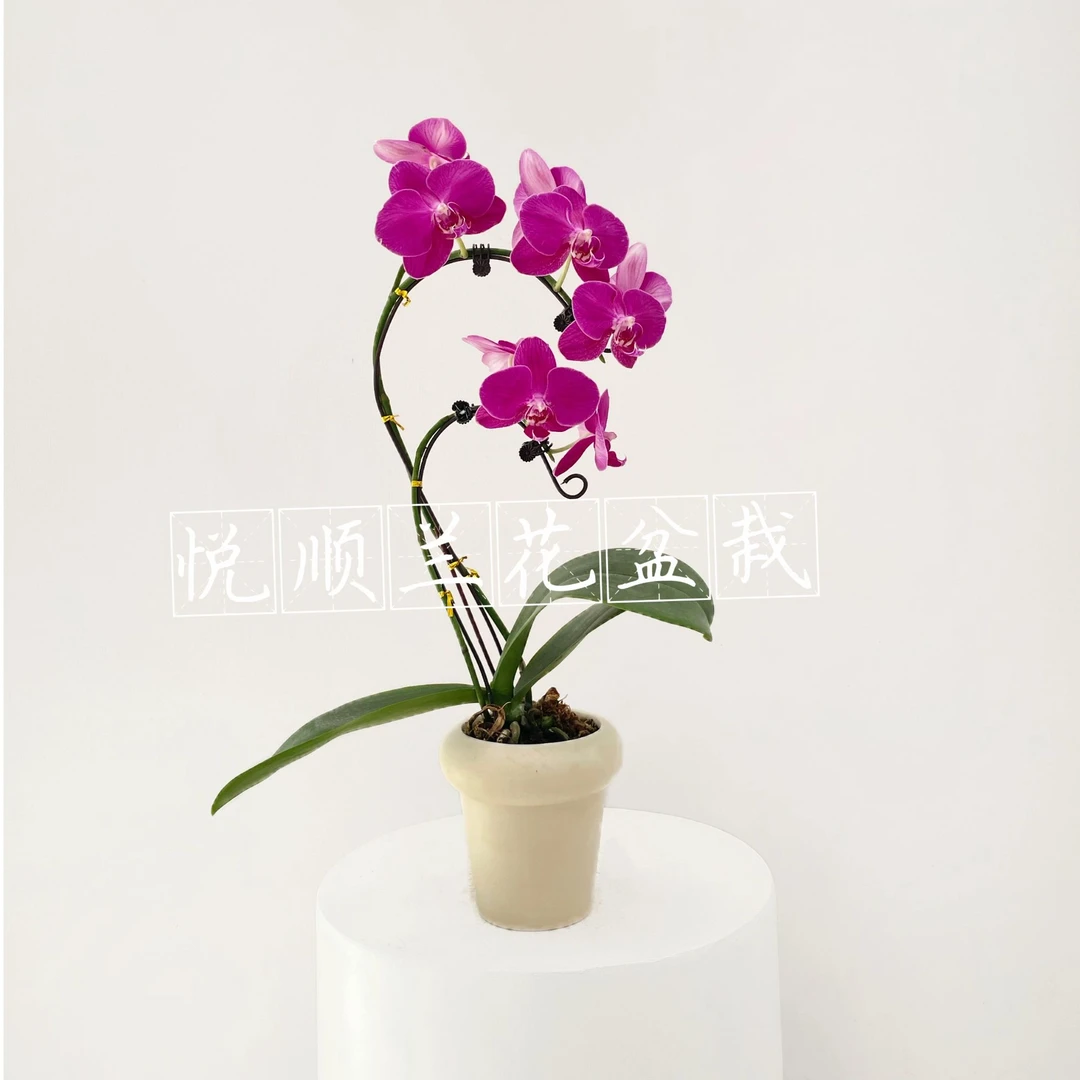 蝴蝶兰 拉菲  叶片自然开裂 花期长