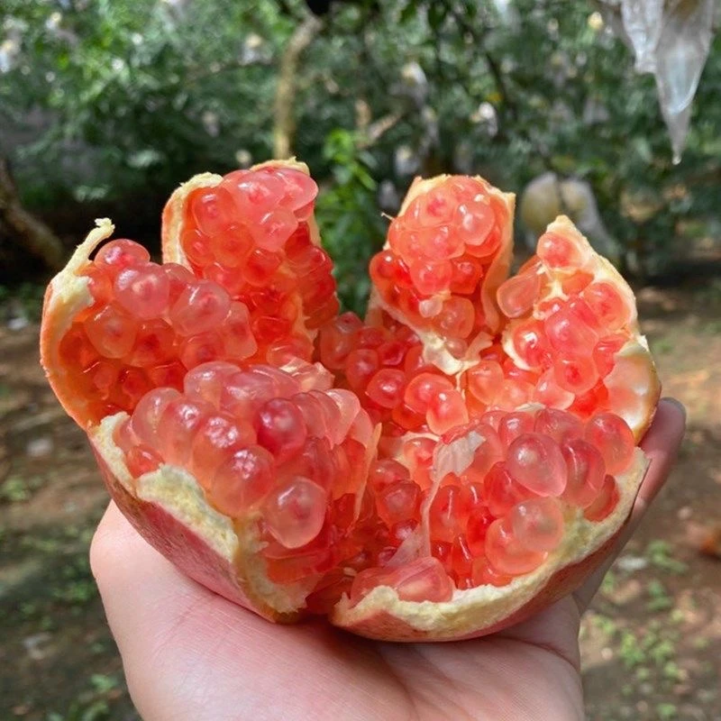 A石榴新鲜当季水果皮薄肉厚爆甜多汁