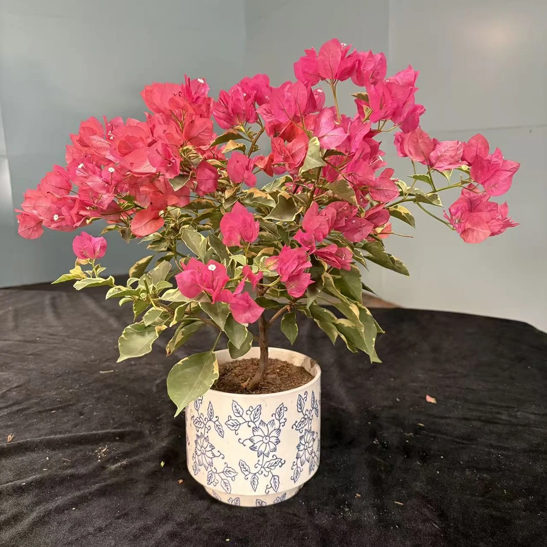 金边蜡染粉棒棒糖三角梅盆景老桩勤花好养【艺景园美美】