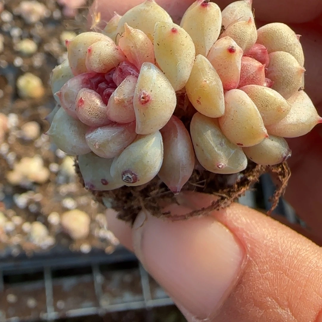 多肉小卡拉米糖心一物一拍