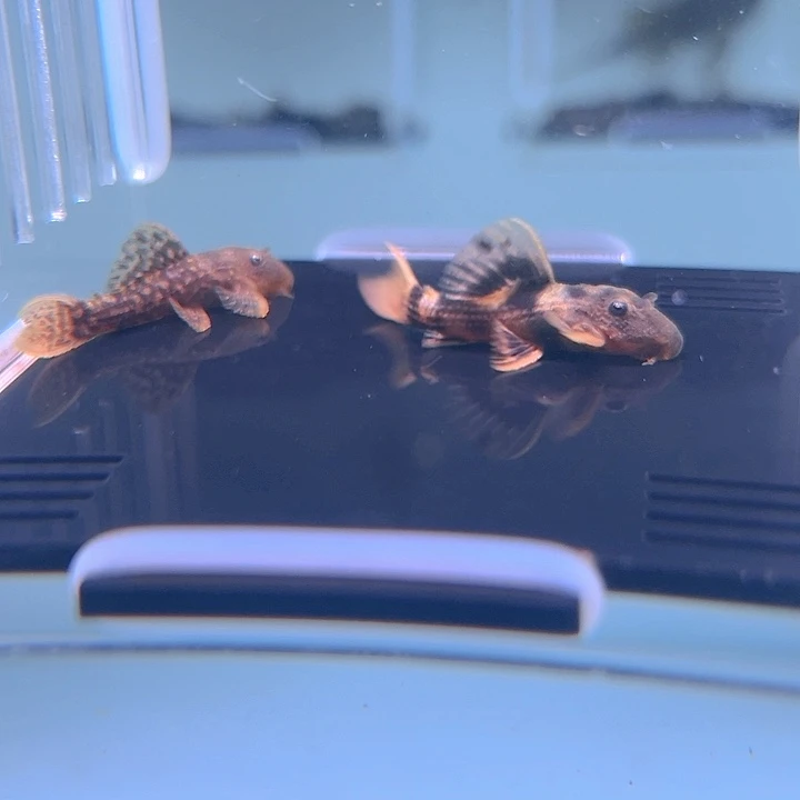 清道夫鱼1-014L024和L025各一条