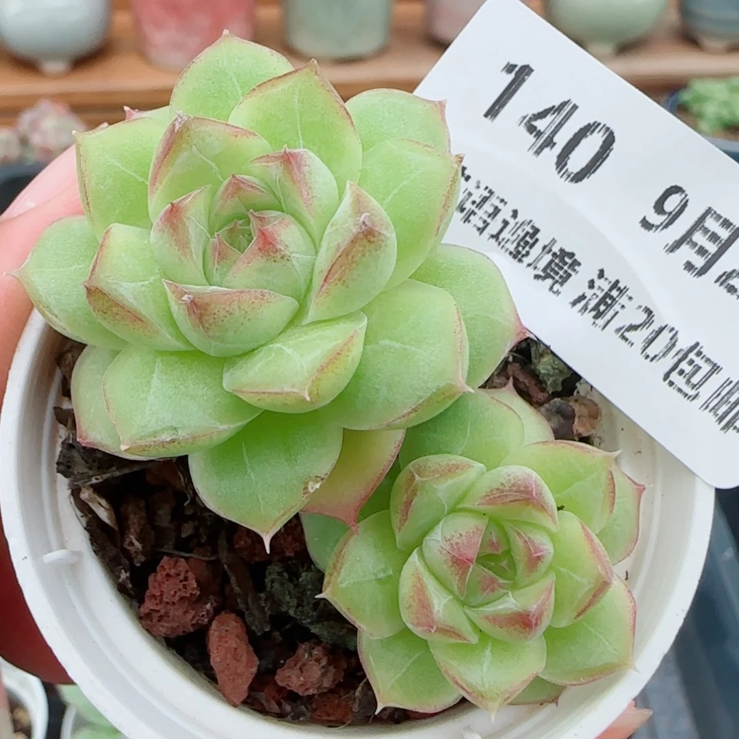 花语逸镜0927-140女王