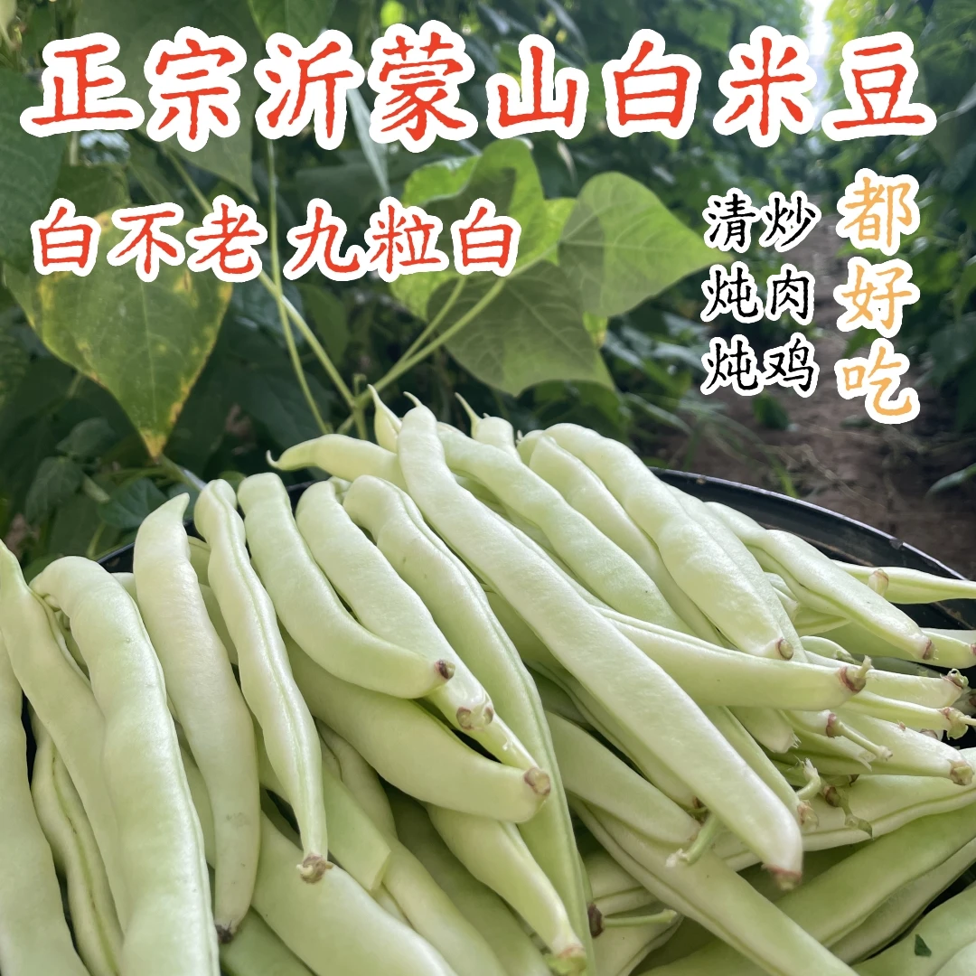 山东 九粒白米豆 芸豆 农家自种 3斤5斤