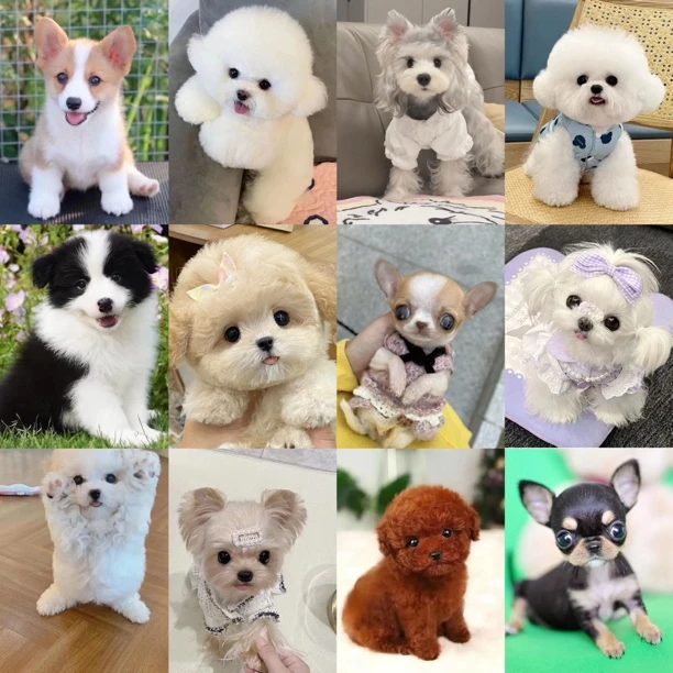 全品种犬宠物活体售卖链接