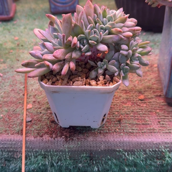 星影树缀18头带缀