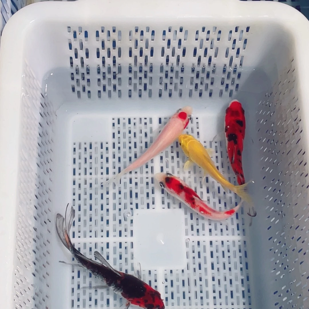 海水鱼锦鲤观赏鱼161718