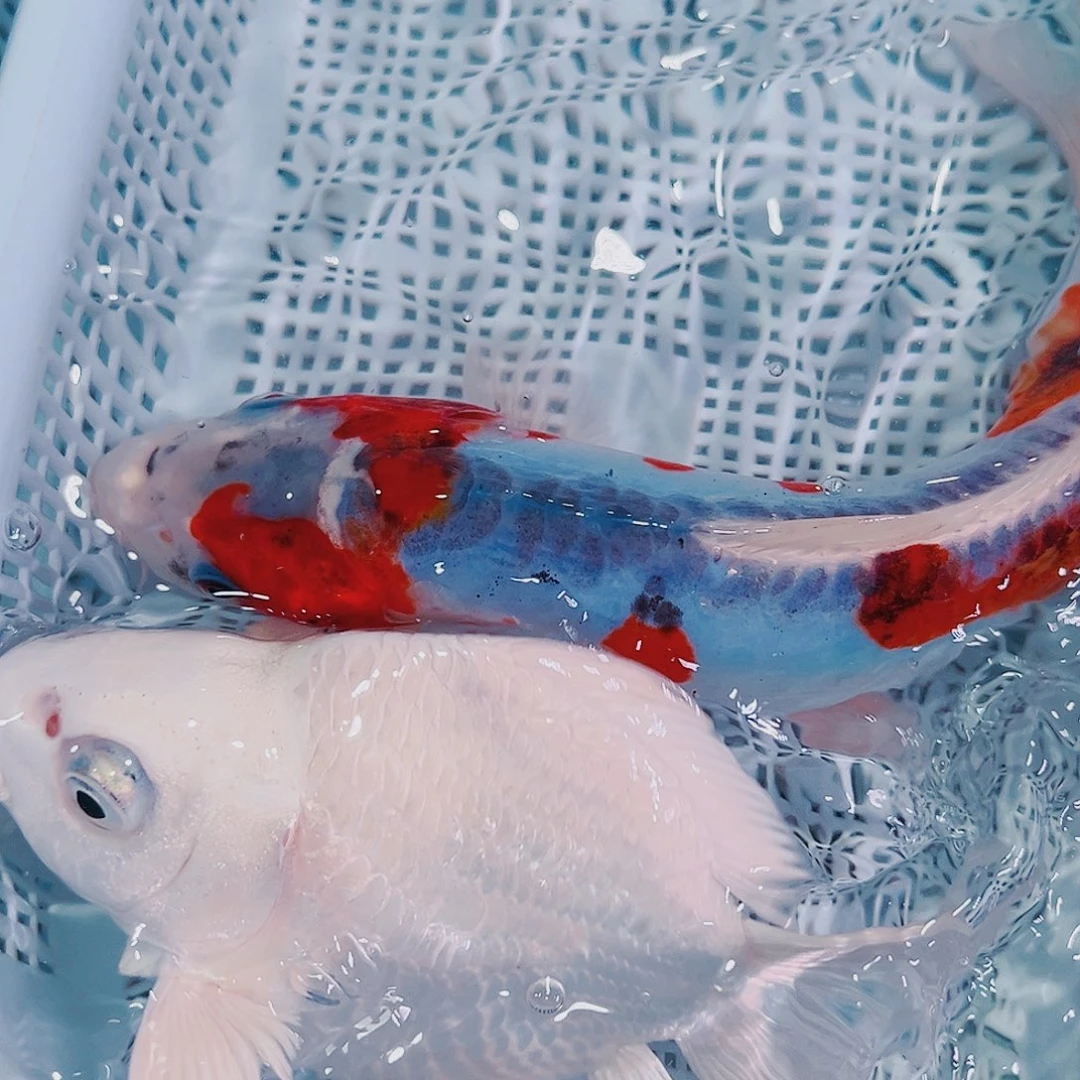 锦鲤锦鲤冷水鱼观赏鱼107