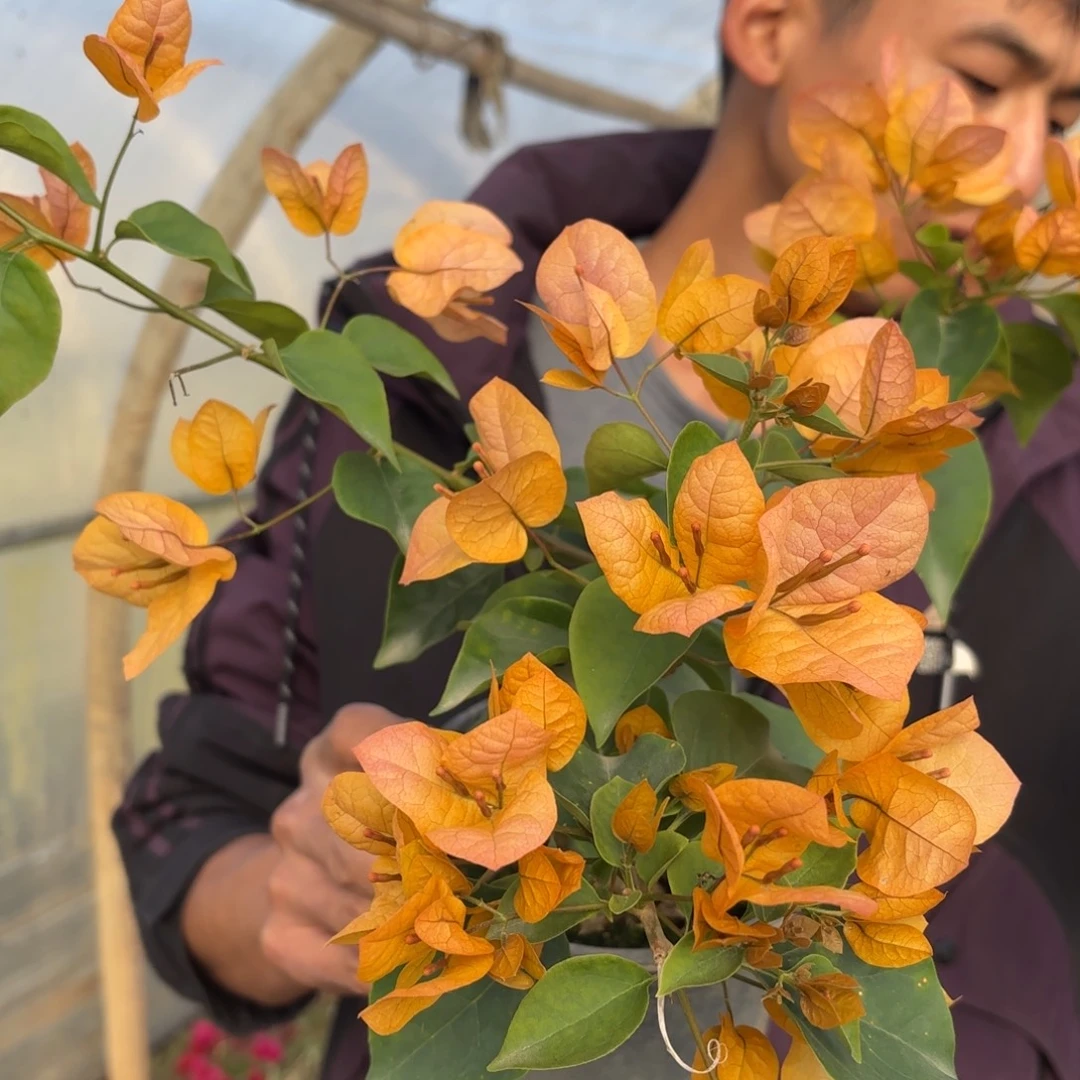 全部花苞（金色光辉）三角梅会落花落叶会光杆苗有大有小