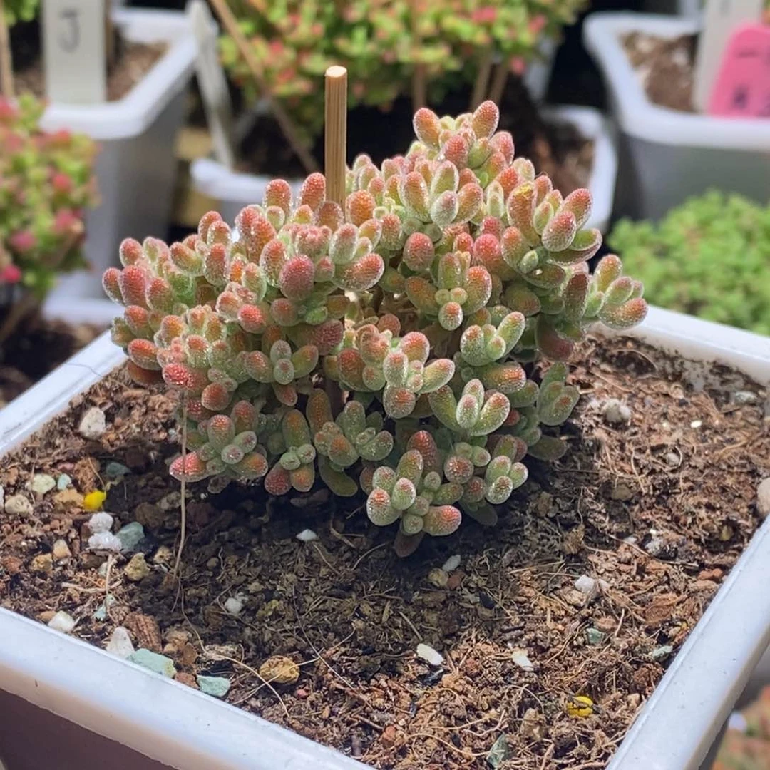 枝干番杏冰橙偏红G105