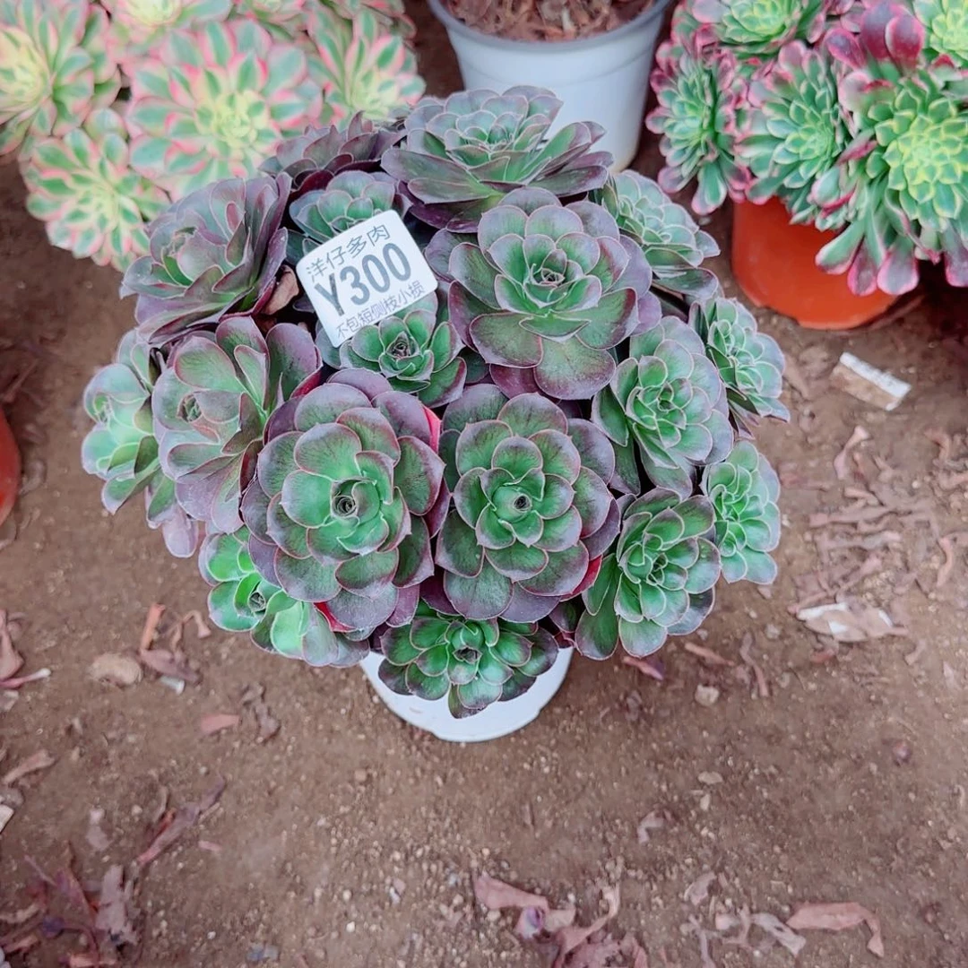 魅金玫瑰发师300冠幅25