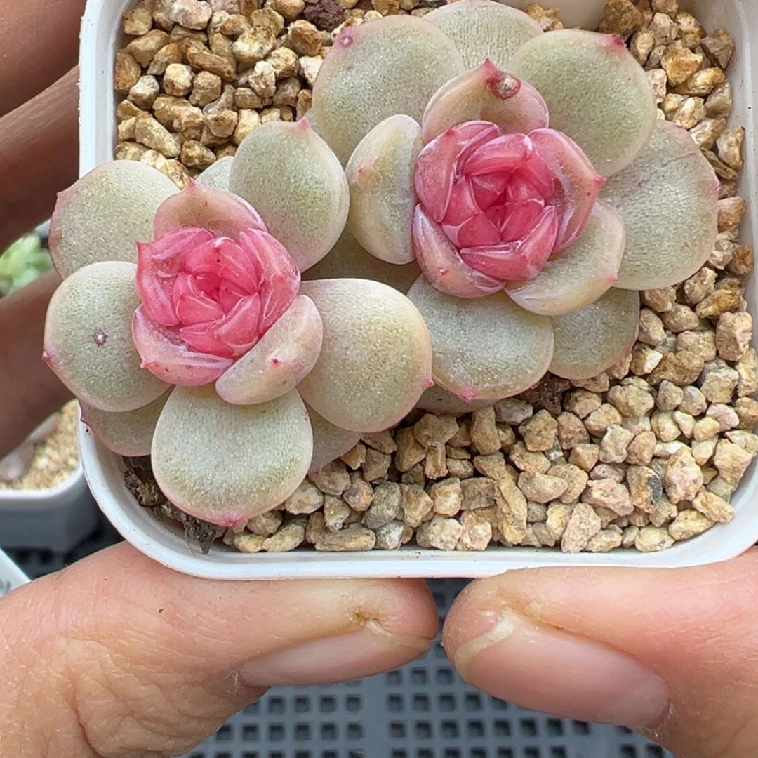 639号宫花仙姿晗雨多肉