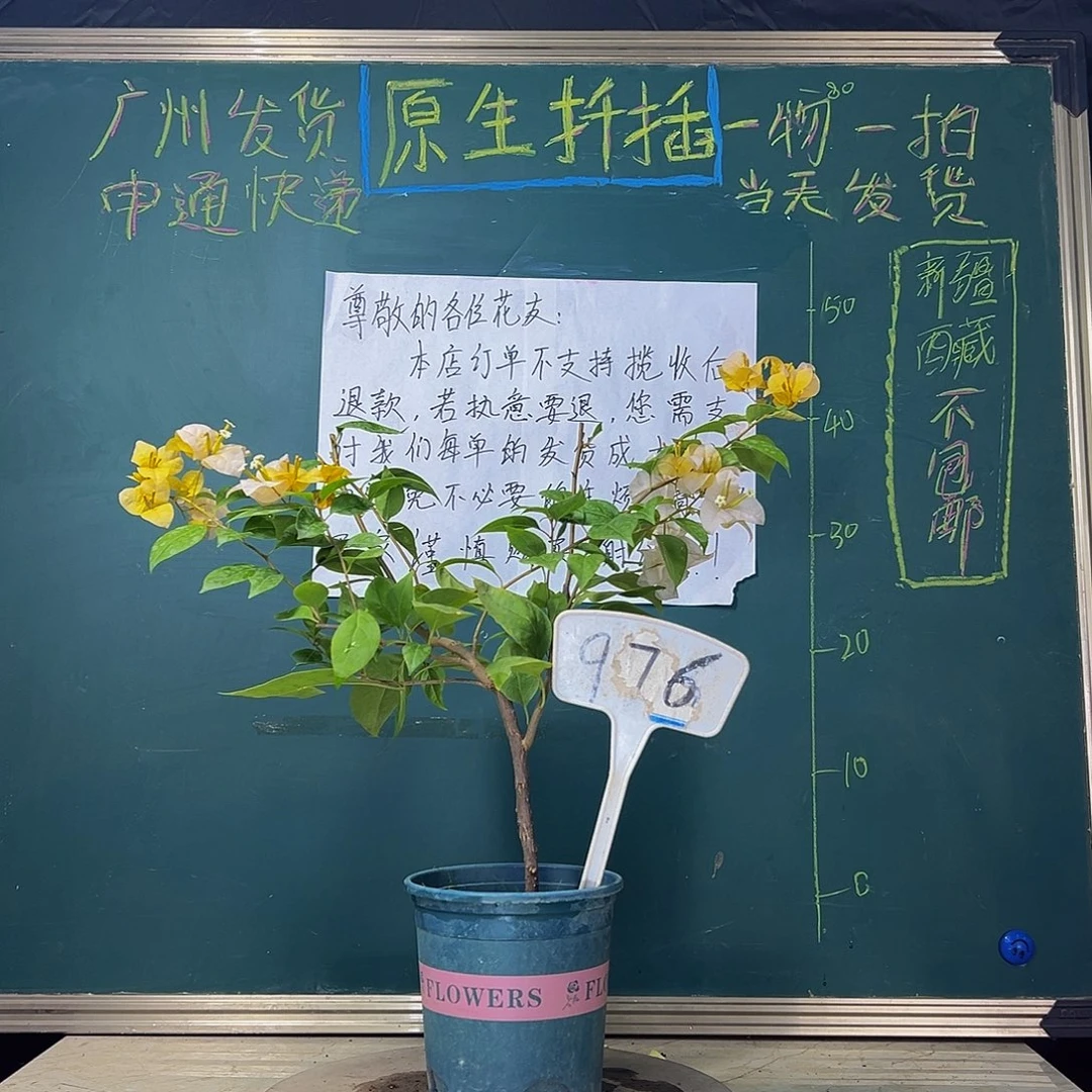当前无花栽培后可以开花   黄女郎  976