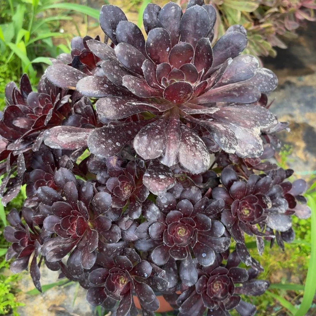 无花朵558多肉植物捧花的